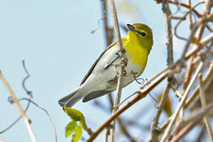 Yellow-throated Vireo
